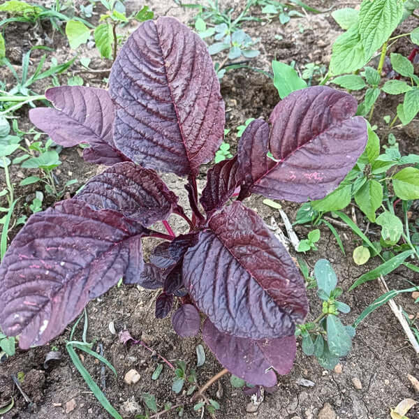 Callaloo Seeds – Violet Jamaican