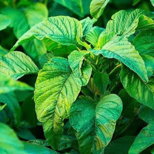 Callaloo Seeds – Jamaican
