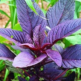 Callaloo Seeds – Violet Jamaican