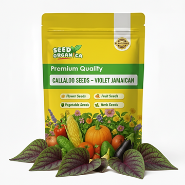 Callaloo Seeds – Violet Jamaican