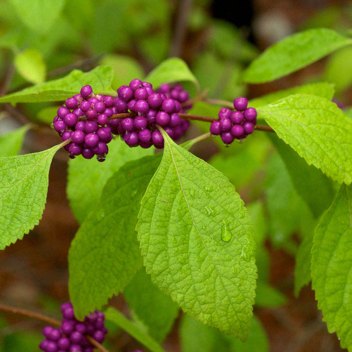 Callicarpa Seeds – Americana
