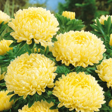 Callistephus Seeds – Yellow Peony Aster
