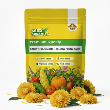 Callistephus Seeds – Yellow Peony Aster