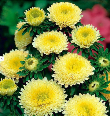 Callistephus Seeds – Yellow Peony Aster
