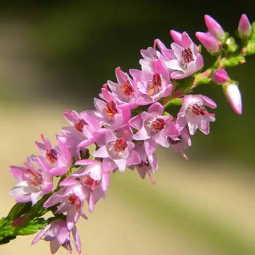 Calluna Vulgaris Seeds - Flower Plant