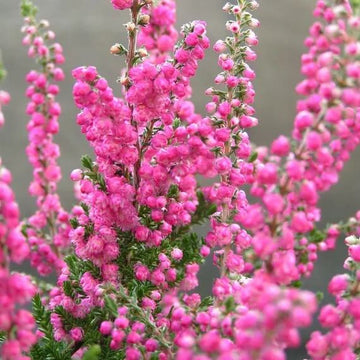 Calluna Vulgaris Seeds - Flower Plant