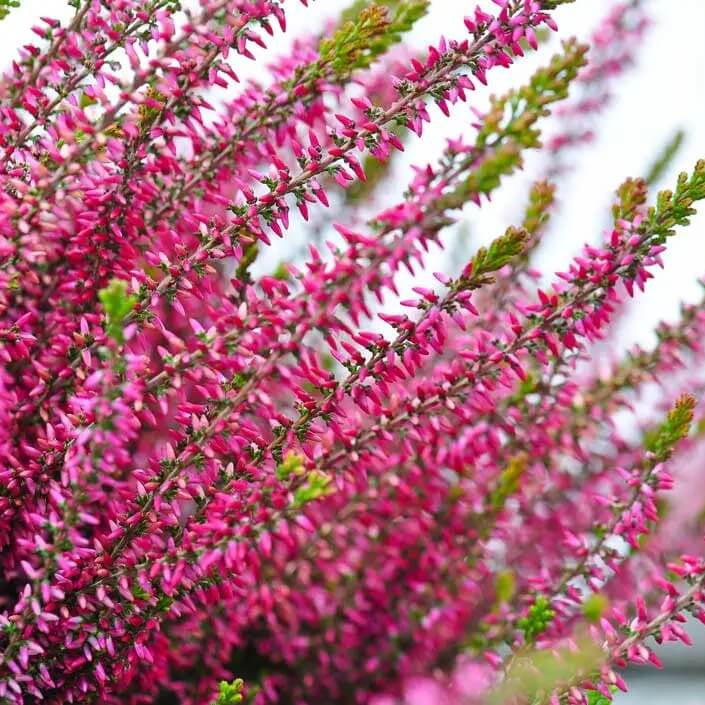 Calluna Vulgaris Seeds - Flower Plant