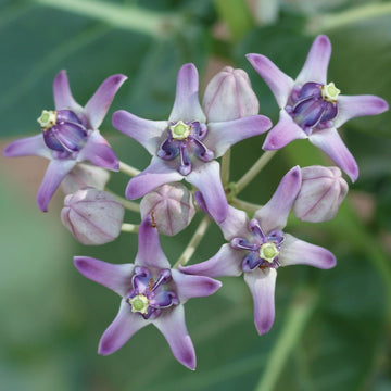 Calotropis Seeds – Gigantea
