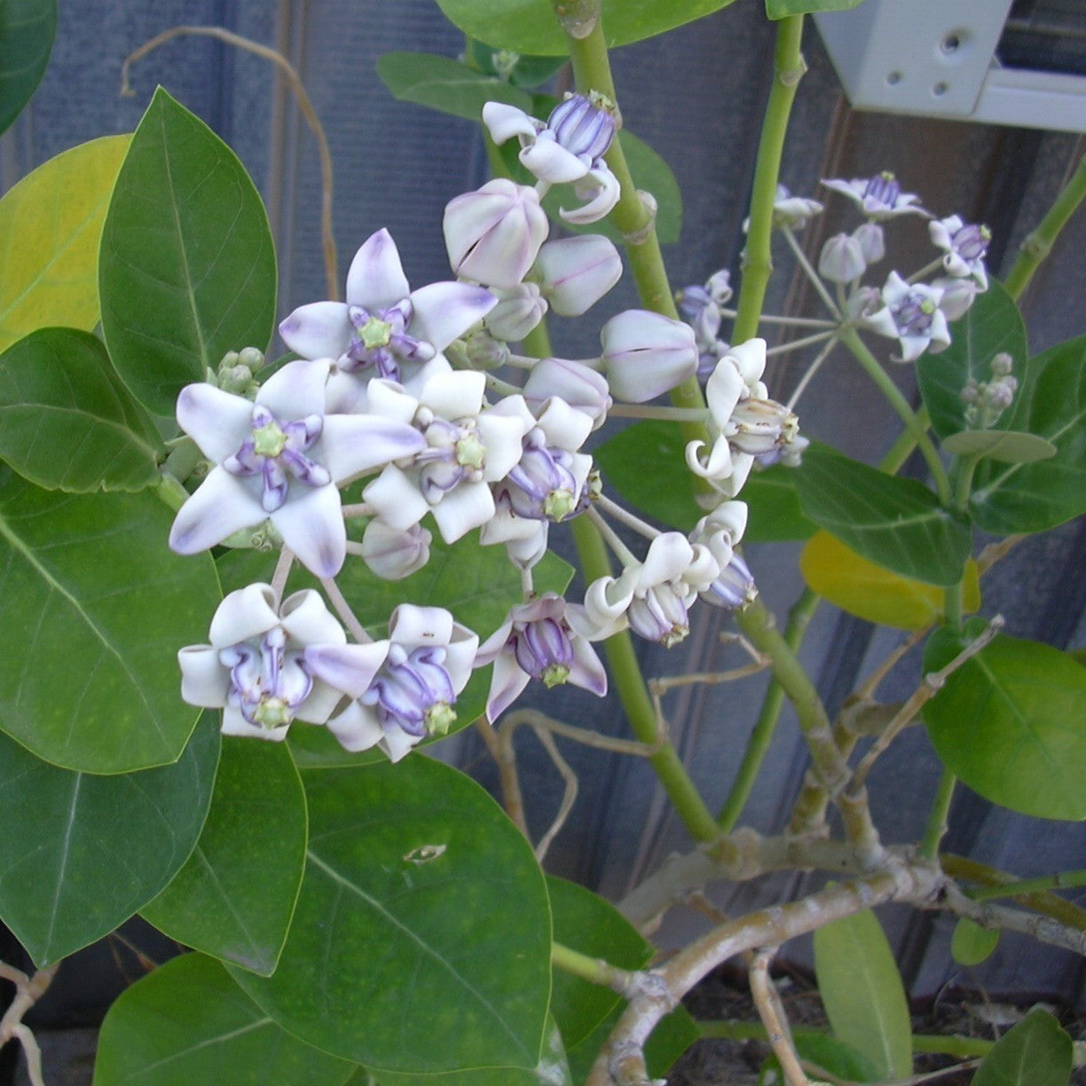 Calotropis Gigantea Seeds – Giant Milkweed
