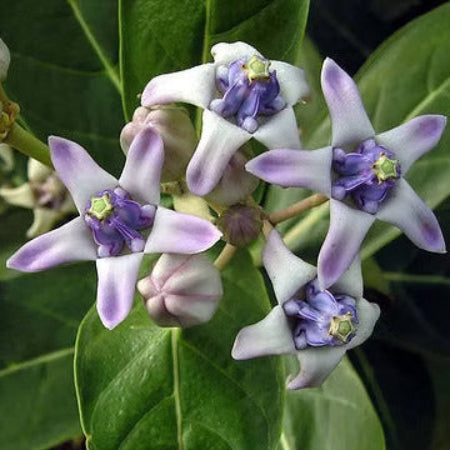 Calotropis Seeds – Gigantea
