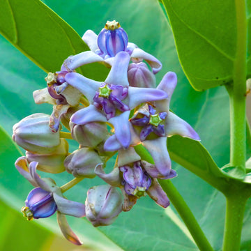 Calotropis Seeds – Gigantea
