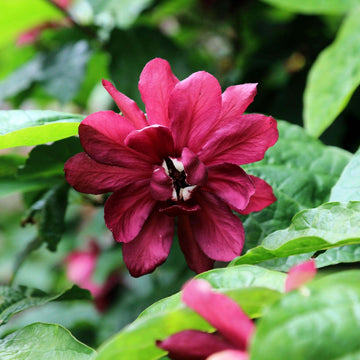 Calycanthus Floridus Seeds – Eastern Sweet shrub Carolina Allspice
