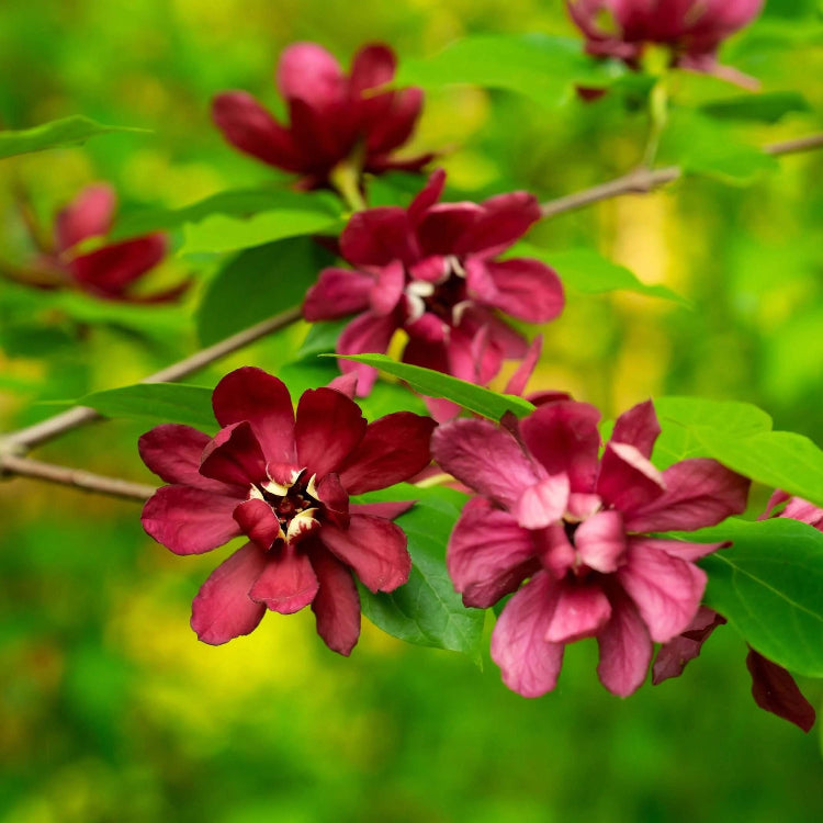 Calycanthus Floridus Seeds – Eastern Sweet shrub Carolina Allspice

