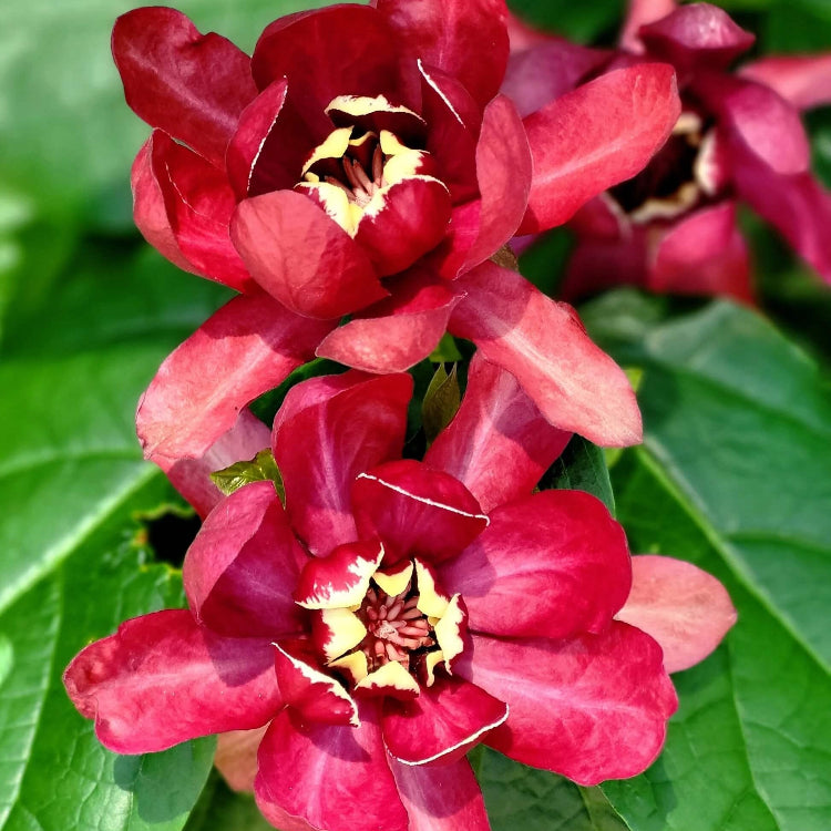 Calycanthus Floridus Seeds – Eastern Sweet shrub Carolina Allspice

