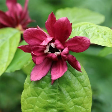 Calycanthus Floridus Seeds – Eastern Sweet shrub Carolina Allspice

