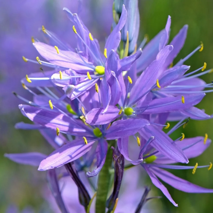 Camassia Quamash Seeds – Wild Hyacinth
