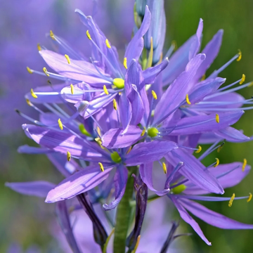 Camassia Quamash Seeds – Wild Hyacinth
