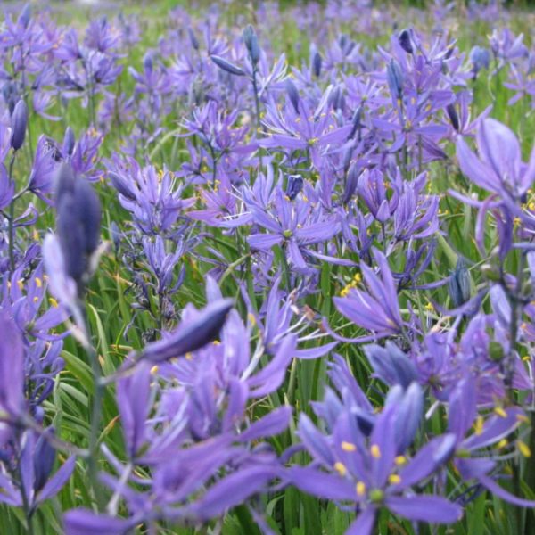 Camassia Quamash Seeds – Wild Hyacinth
