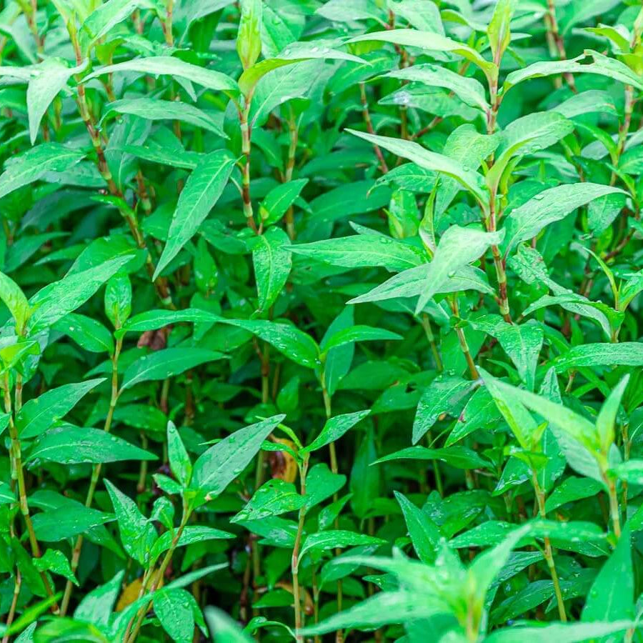 Cambodian Mint Seeds