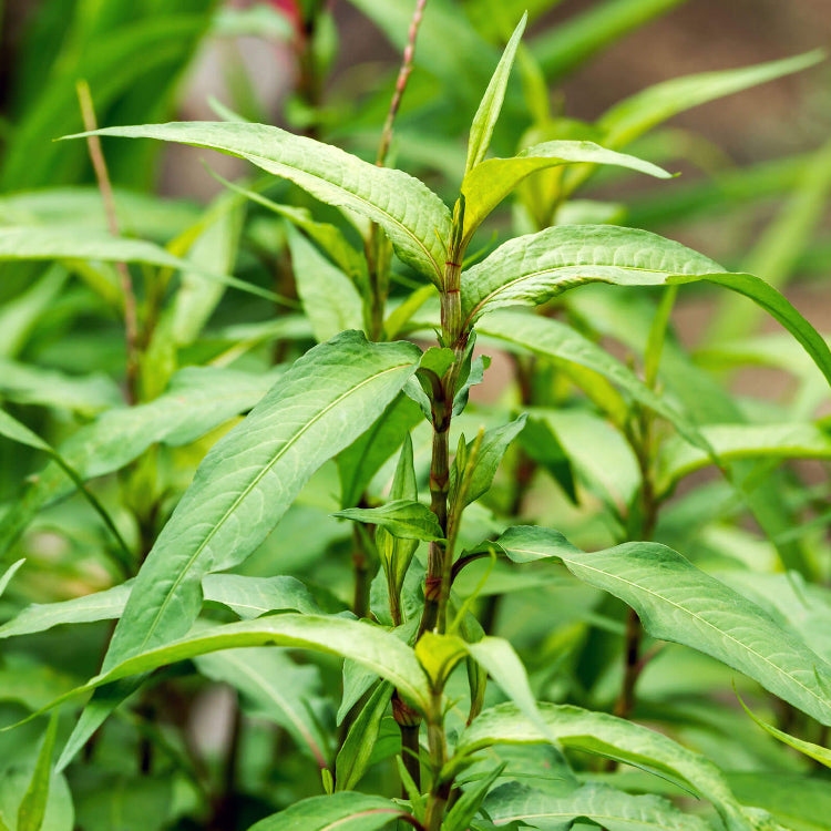 Cambodian Mint Seeds