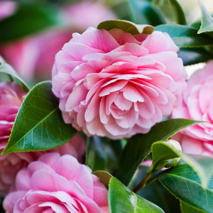 Camellia Seeds – Evergreen
