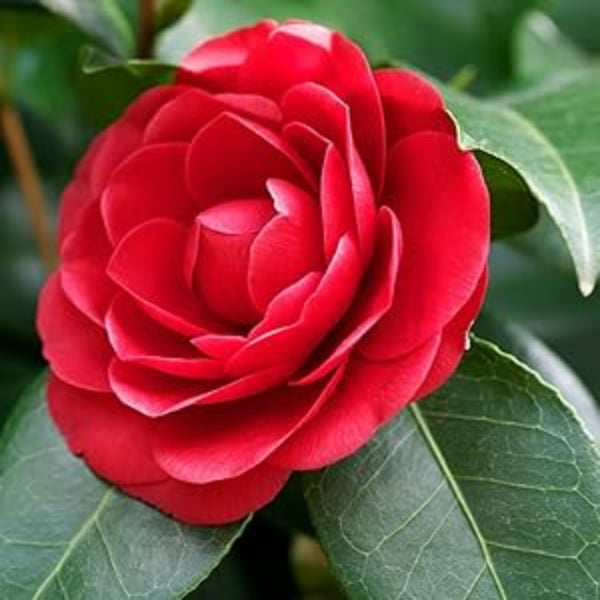 Camellia Japonica Seeds –  Ornamental wildflower