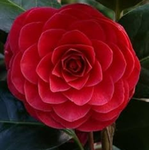 Camellia Japonica Seeds –  Ornamental wildflower