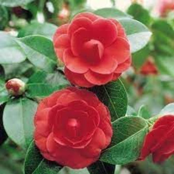 Camellia Japonica Seeds –  Ornamental wildflower