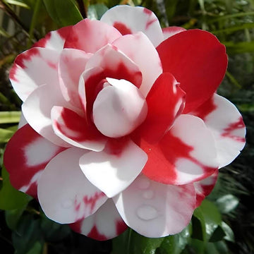 Camellia Seeds – Red White Japonica – Wildflower
