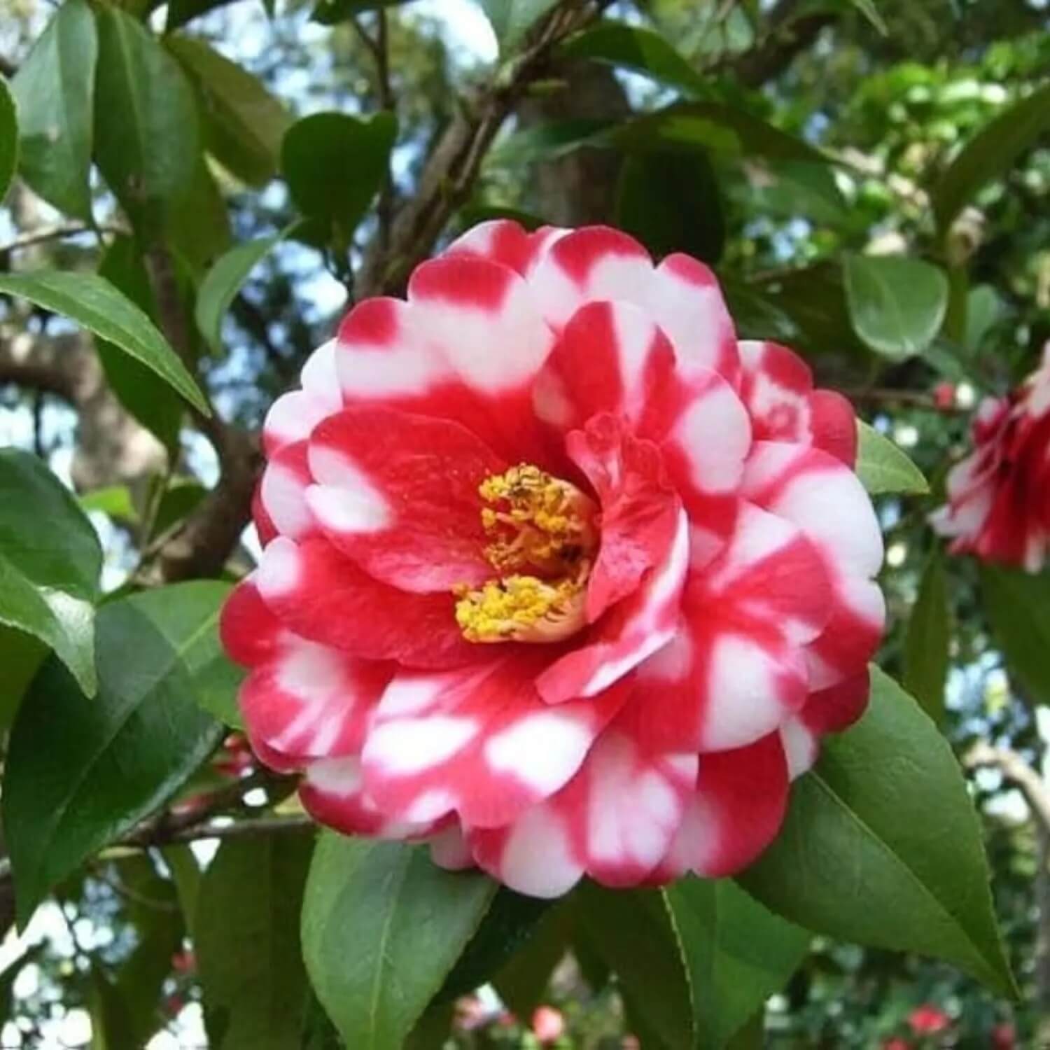 Camellia Seeds – Red White Japonica – Wildflower