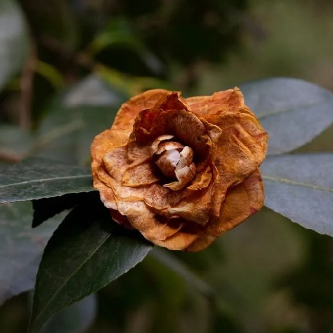 Camellia Seeds – Brown