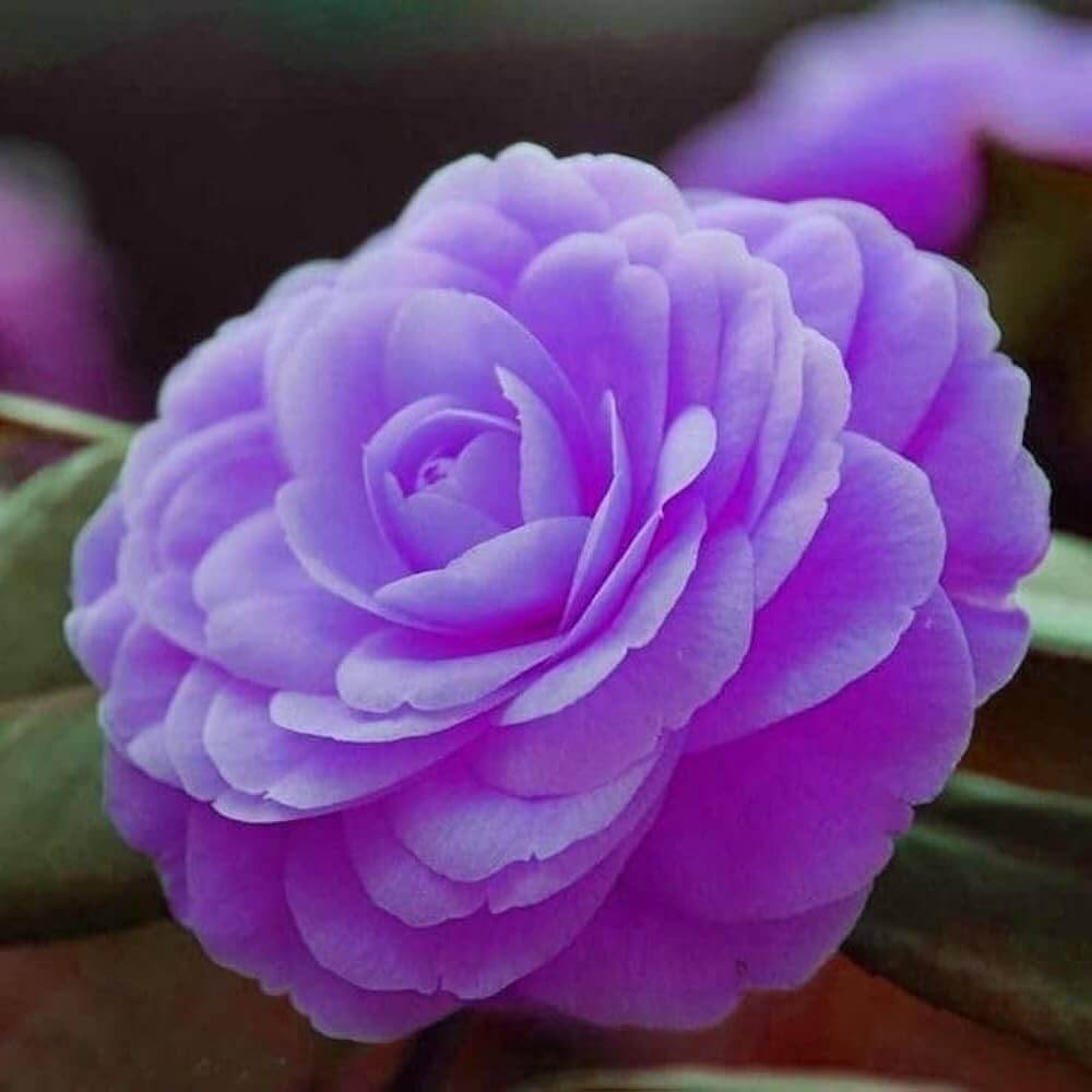 Camellia Seeds – Purple