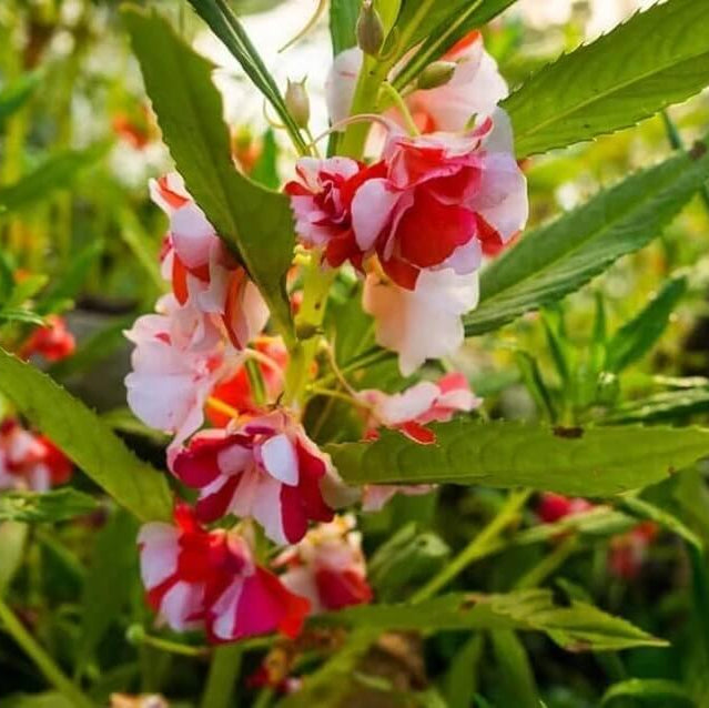 Camellia Seeds – White Red Balsam