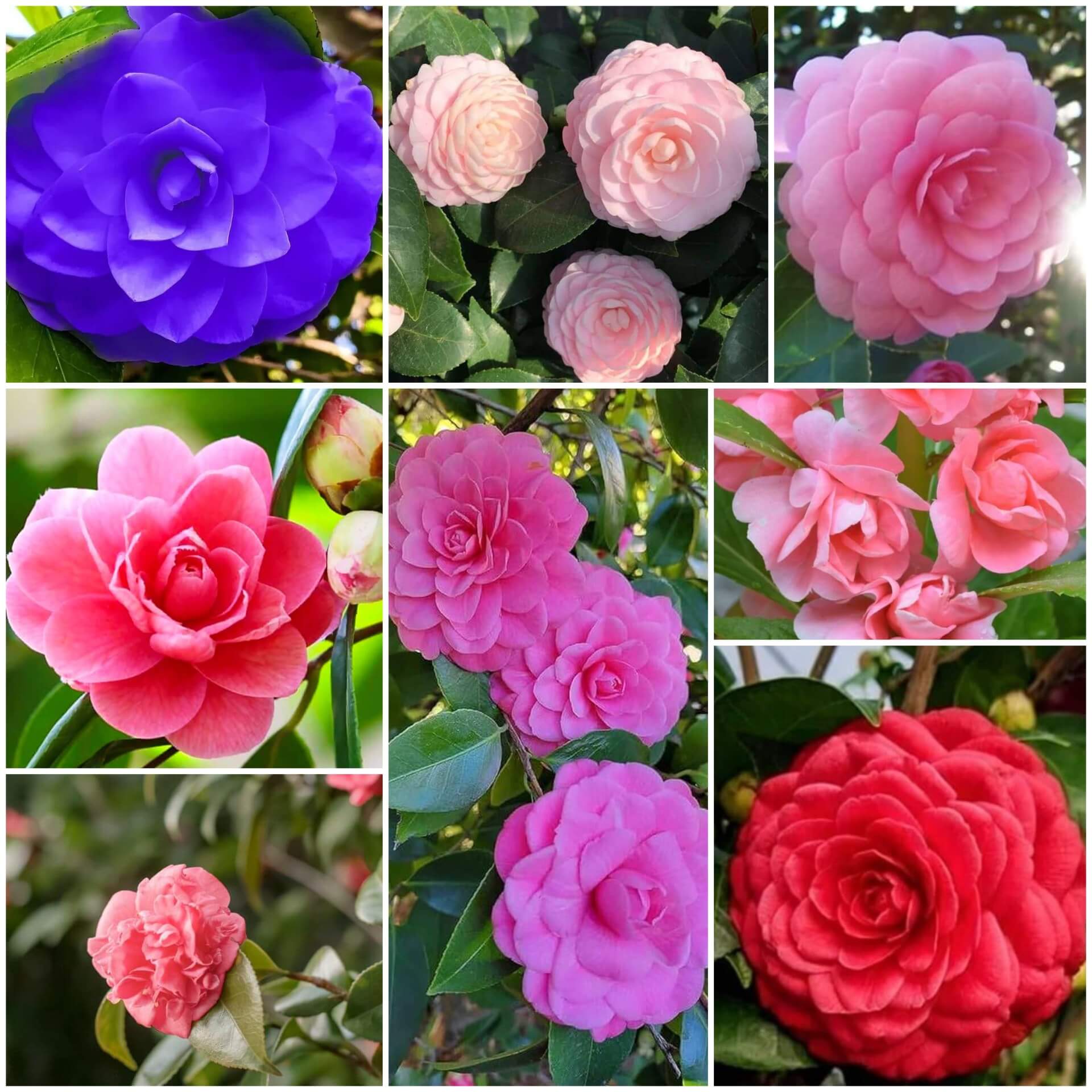 Camellia Seeds - All In One For Home Gardens