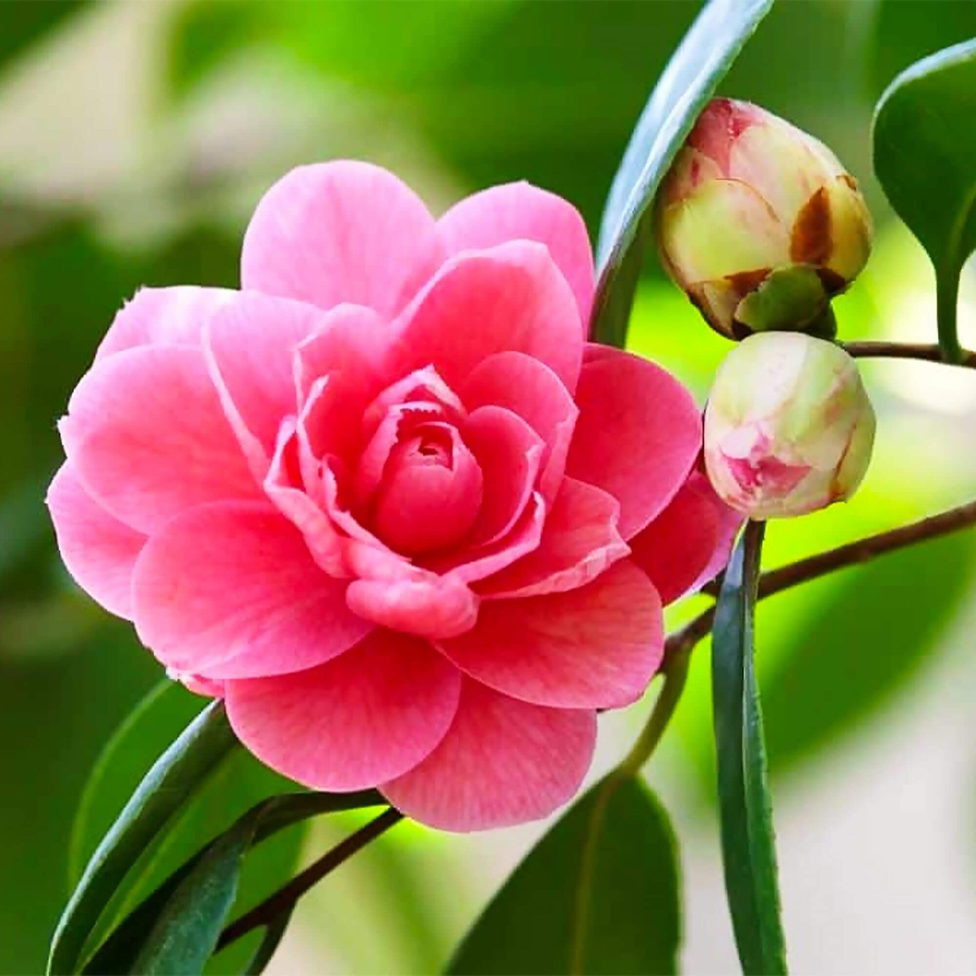 Camellia Seeds - All In One For Home Gardens