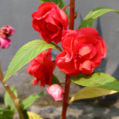 Camellia Seeds – Balsam