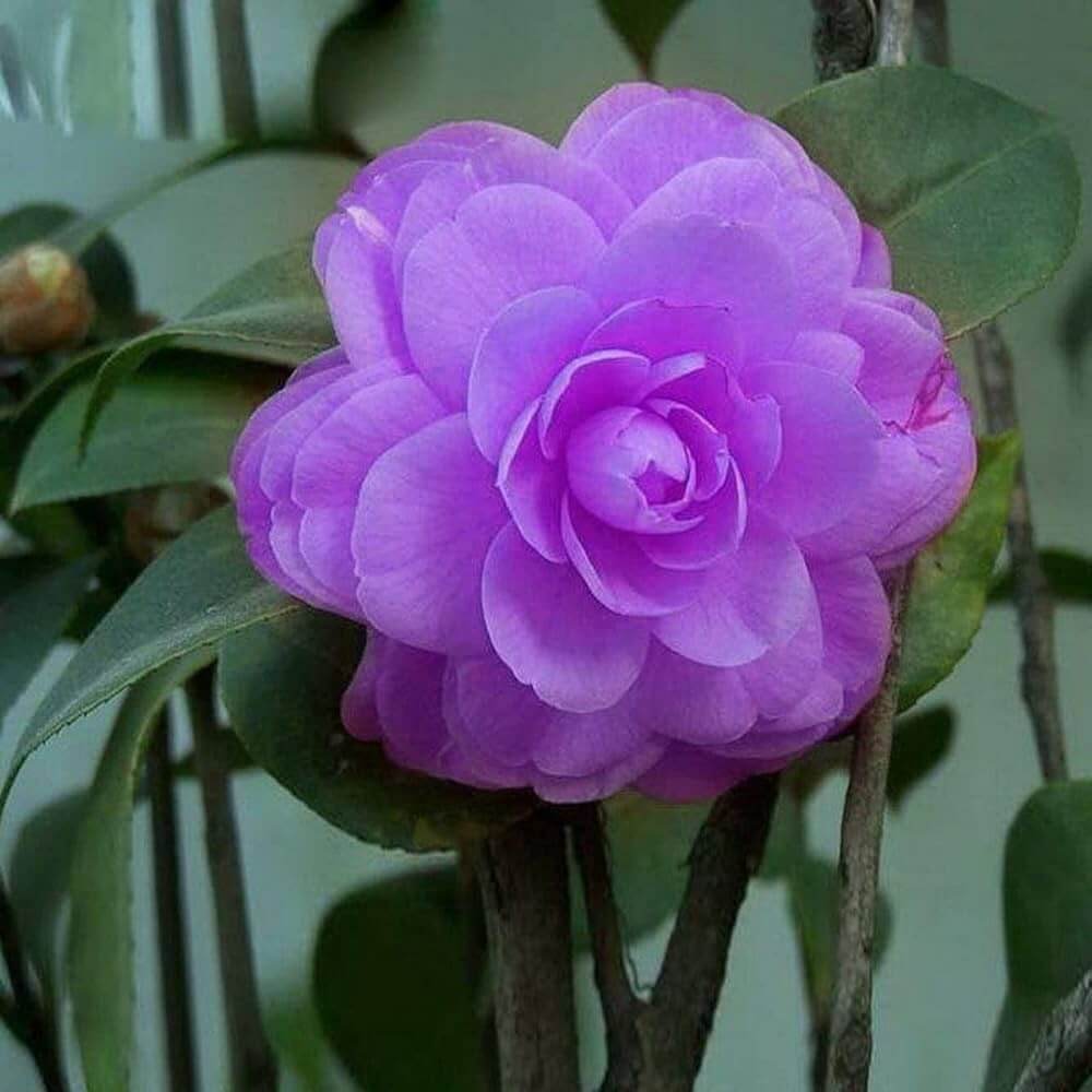 Camellia Seeds – Purple