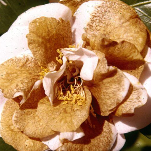 Camellia Seeds – Brown