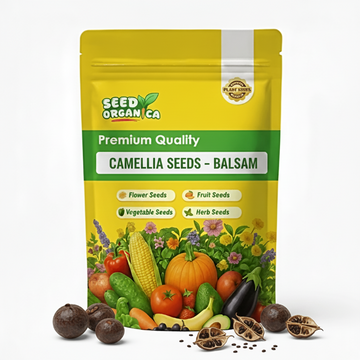 Camellia Seeds – Balsam