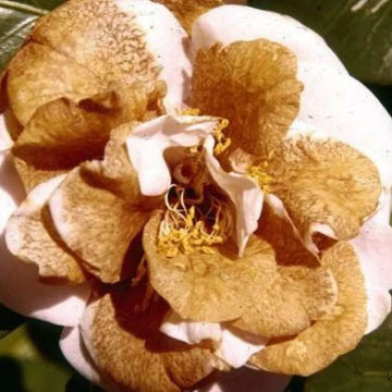 Camellia Seeds – Brown
