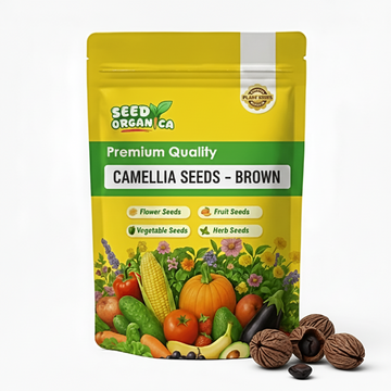 Camellia Seeds – Brown