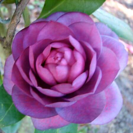 Camellia Seeds – Purple