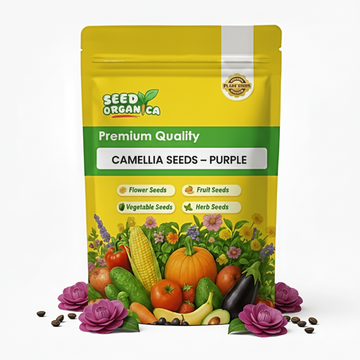 Camellia Seeds – Purple