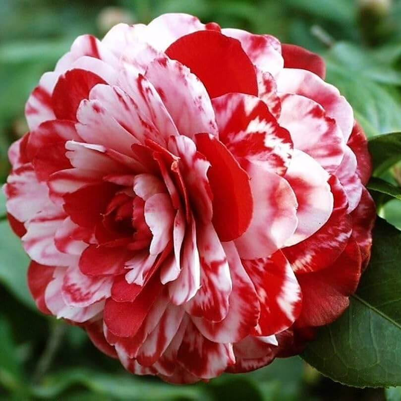 Camellia Seeds – Red White Japonica – Wildflower