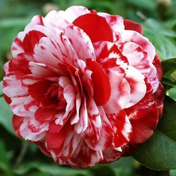 Camellia Seeds – Red White Japonica – Wildflower