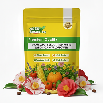 Camellia Seeds – Red White Japonica – Wildflower