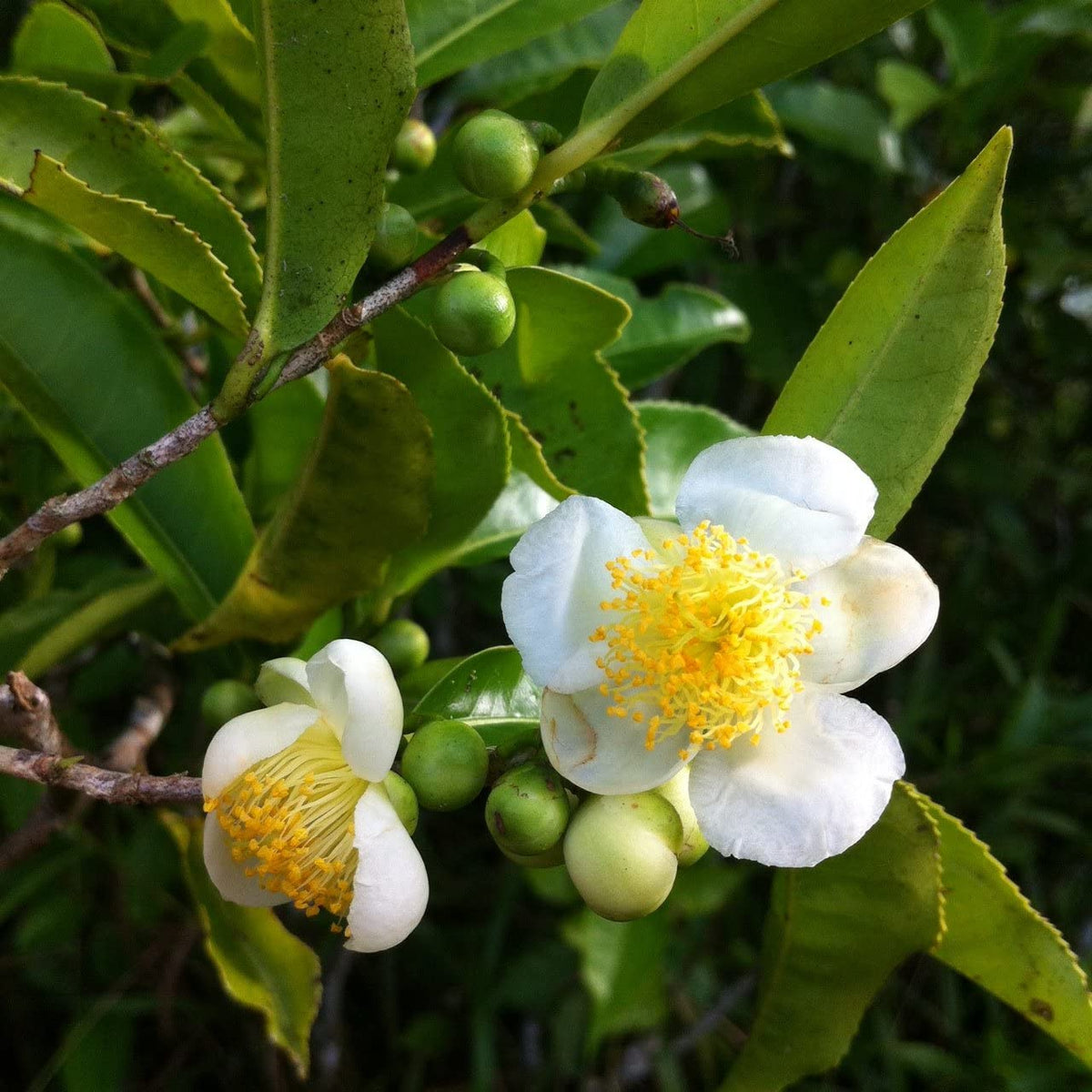 Camellia Sinensis Seeds Tea Plant Garden Planting Seeds camellia-sinensis-seeds-tea-plant-garden-planting-seeds