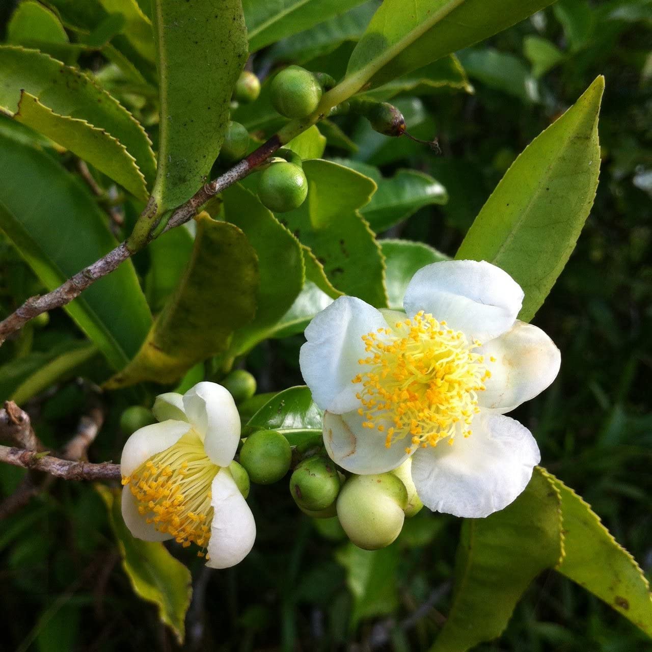 Camellia Sinensis Seeds - Tea Plant

