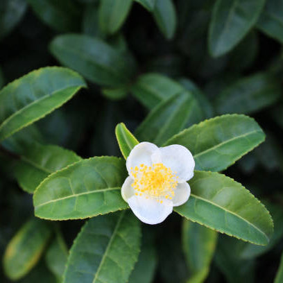 Camellia Sinensis Seeds - Tea Plant
