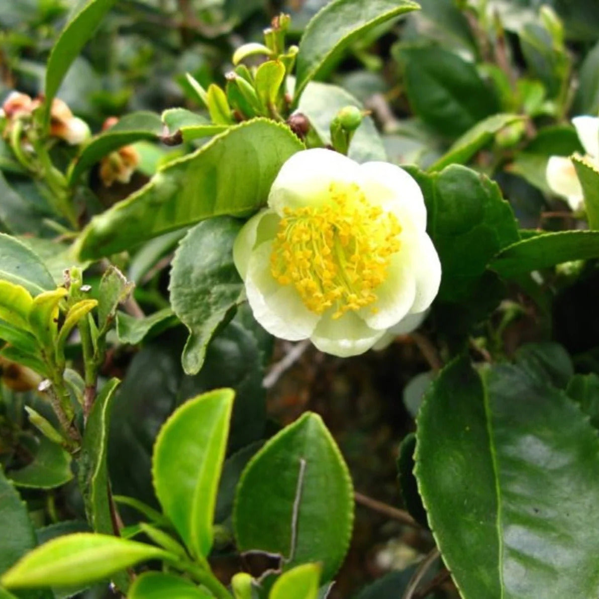 Camellia Sinensis Seeds – Grow Your Own Tea at Home